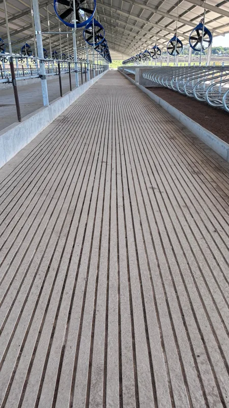 Calle de vacas de hormigón con terminación rayada, entre las camas de arena del corral free stall y la línea de ventiladores